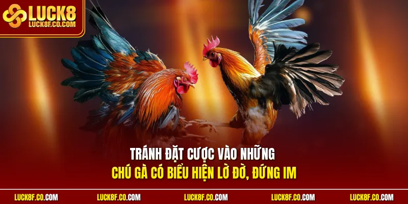 Tránh đặt cược vào những chú gà có biểu hiện lờ đờ, đứng im 